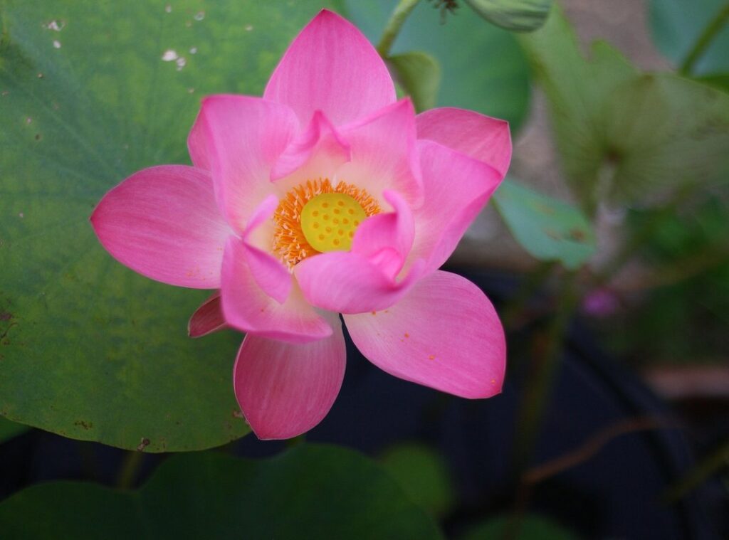 what does pookie mean in filipino